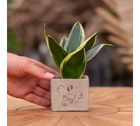 Message cadeau - Sansevieria - C'est un garçon - Plante d'intérieur