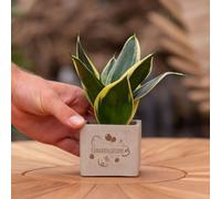 Message cadeau - Sansevieria - Félicitations - Plante d'intérieur