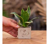 Message cadeau - Sansevieria - It's a girl - Plante d'intérieur