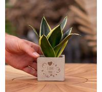 Message cadeau - Sansevieria - Je t'aime - Plante d'intérieur