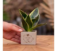 Message cadeau - Sansevieria - Je t'aime - Plante d'intérieur