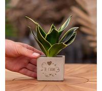 Message cadeau - Sansevieria - Je t'aime - Plante d'intérieur