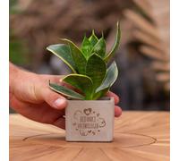 Message cadeau - Sansevieria - Merci beaucoup pour ton engagement - Plante d'intérieur