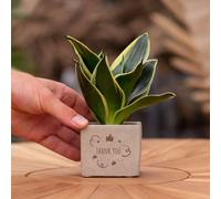 Message cadeau - Sansevieria - Merci - Plante d'intérieur