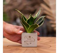 Message cadeau - Sansevieria - Merci pour ton engagement - Plante d'intérieur