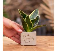 Message cadeau - Sansevieria - Remerciements - Plante d'intérieur