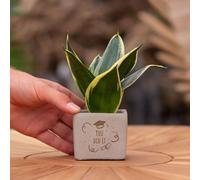 Message cadeau - Sansevieria - Tu l'as fait - Plante d'intérieur