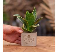 Message cadeau - Sansevieria - Une nouvelle bouture - Plante d'intérieur