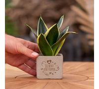 Message cadeau - Sansevieria - Vous êtes un gagnant - Plante d'intérieur