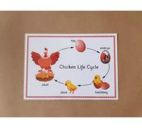 Metal Tin Sign Cycle De Vie D'Une Ressource Pédagogique En Sciences De La Nature Pour Le Primaire Et Le Secondaire Pas Facile À Rouiller Poster Métallique Rétro Affiche Métal Pour Club 20X30Cm