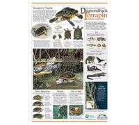 Métallique Poster Encyclopédie des tortues diamant - Guide de référence des tortues Étain Mural Signe Esthétique Plaque Deco Metal pour Collection Cadeau Parc M
