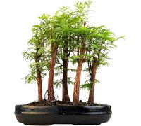 Metasequoia Forêt de bonsaï, séquoia vivant, en pot de 25 cm, pour intérieur/extérieur, idée cadeau rare et facile d'entretien, plante décorative pour la maison et le bureau