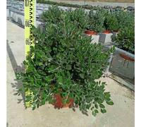 Metrosideros excelsa 25 l 100-125 cm