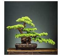 MEVZHH Fleurs Artificielles, Plante En Pot de Simulation Pin Artificiel de Bienvenue Plantes En Pot, Faux Arbres, Plantes Vertes, Décoration D'Entrée de L'Hôtel, Décoration de Bonsai, Podocarpus Grand