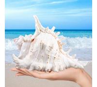 MEYAGOT Grands Coquillages Naturels,18-20cm Grandes Coquillages Naturels,Grands Coquilles Naturelles,Grande Ornements Naturels Shell pour Décoration De Maison,Bricolage