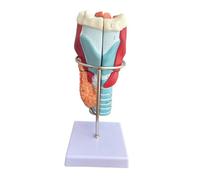 MFMEXUL Modèle Anatomique Du Larynx Humain (grossissement X2) et Du Pharynx pour L'apprentissage Scolaire