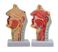 MFRELMNZG Modèle d'enseignement Modèle Anatomique Humain du Nez et de la Gorge Modèle d'anatomie du Nez médical avec Base d'affichage Aide à l'enseignement médical pour l'enseignement