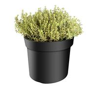 mgc24 1 plante de thym, citriodorus, citronnenthym, qualité de jardinier fraîche, méditerranéenne, herbes de cuisine en pot de 14, résistantes à l'hiver, pluriannuelles, parfait pour le jardin