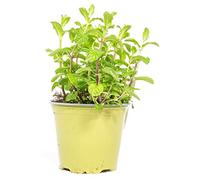 mgc24 Hugominze Lot de 3 plantes fraîches en pot de 14 cm de hauteur env. 10 cm