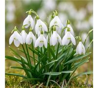 mgc24® Lot de 25 flocons de neige Galanthus Woronowii (environ 6-7 mm)