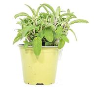 mgc24 Lot de 3 plantes fraîches en pot de 14 cm de hauteur env. 15 cm