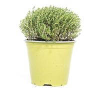 mgc24 Lot de 3 plantes fraîches en pot de 14 cm, thym citriodorus, hauteur env. 15 cm