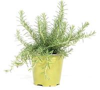 mgc24 Lot de 3 plants de romarin à suspendre véritables herbes fraîches dans un pot de 14 cm, hauteur env. 10 cm