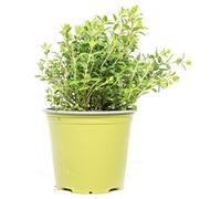 mgc24 Lot de 3 plants d'origanum majorana véritables herbes fraîches en pot de 14 cm Hauteur env. 10 cm