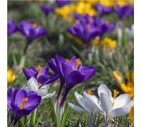 mgc24 Mélange de crocus à grandes fleurs - 100 bulbes (environ 7-8 mm)