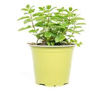 mgc24 Mentha Arvensis Lot de 3 plantes fraîches en pot de 14 cm Hauteur env. 10 cm