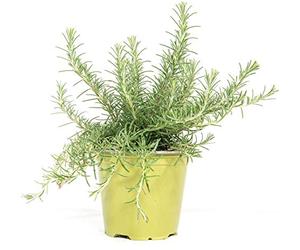 mgc24 Rosmarin suspendu véritables herbes fraîches dans un pot de 14 cm - Hauteur : env. 10 cm