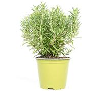 mgc24 Rosmarin, véritables herbes fraîches dans un pot de 14 cm, romarin officinal, hauteur env. 10 cm