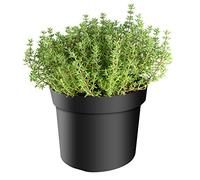 mgc24 Thym, Faustini, herbes de cuisine méditerranéennes en pot de 14, résistant à l'hiver, pluriannuel, parfait pour le jardin d'herbes aromatiques