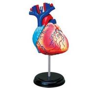 EXPLORA - Cœur - Anatomie du Corps Humain - 546052 - Modèle Réaliste de 31 Pièces - Notice d'Assemblage et Quiz Éducatif - Kit de Découverte - Jeu pour Enfant - Scientifique - À Partir de 8 Ans
