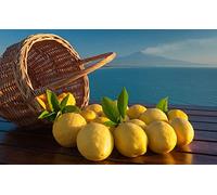 Mia 10 kg citrons de Sicile 100 % bio. Récoltés frais et expédiés.