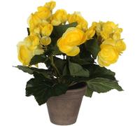 Mica Begonia In Pot Stan Grey Jaune 25xd20cm Unisex