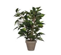 Mica Decorations Ficus Natasja vert en pot Stan gris d11,5cm - h40xd30cm Vert G
