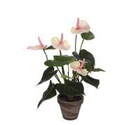 MICA Decorations 949920 Fleurs, Anthurium Tigre et Spat hiphylum Rose