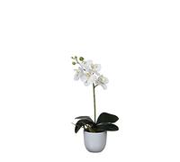MICA Decorations 949938 Fleurs, Orchidée, Blanc