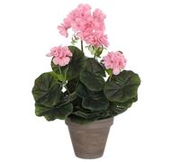 MICA Decorations 975162, géranium Grandes Fleurs, Rose