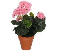 MICA Decorations 975192, géranium Grandes Fleurs, Rose