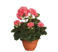 MICA Decorations 975203, géranium Grandes Fleurs, Rose