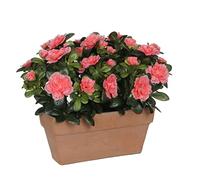 MICA Decorations Azalea Jardinière de Balcon en Ardoise 29 x 13 x 27 cm