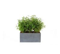 MICA DÉCORATIONS-Bac rectangle Stream S/3 anthracite H.30 cm