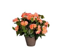 Mica Decorations Begonia saumon en pot Stan gris d15,5cm - h37xd36cm