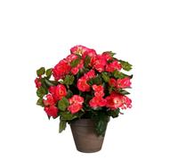 Mica Decorations Fleur artificielle Begonia - 36x36x37 cm - Polyester - Rose foncé