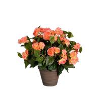 Mica Decorations Fleur artificielle Begonia - 36x36x37 cm - Polyester - Saumon