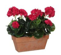 MICA Decorations Géranium, D.Rosa, 40