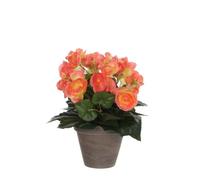 Mica Decorations Plante artificielle Begonia - 25x25x30 cm - Polyester - Rose
