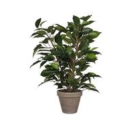 Mica Decorations Plante artificielle Ficus Natasja Vert Polyester H40 x L30 x L30 cm G